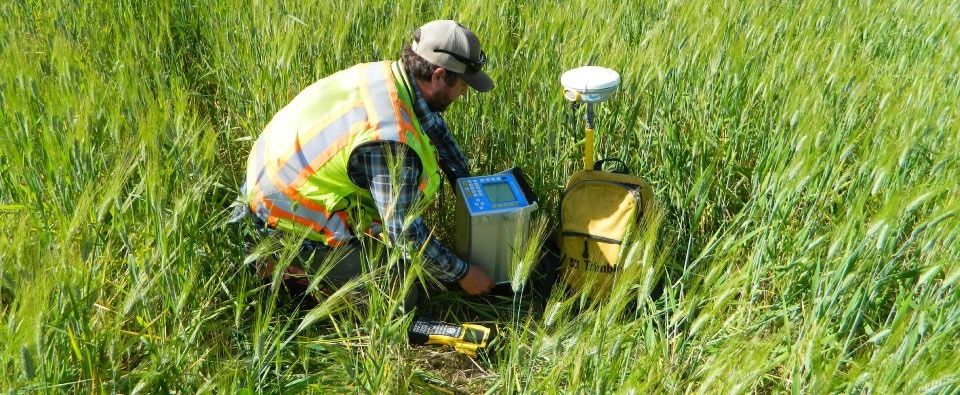 A researcher conducts fieldwork in a green grain field, using a GPS receiver and equipment to gather data on vegetation.