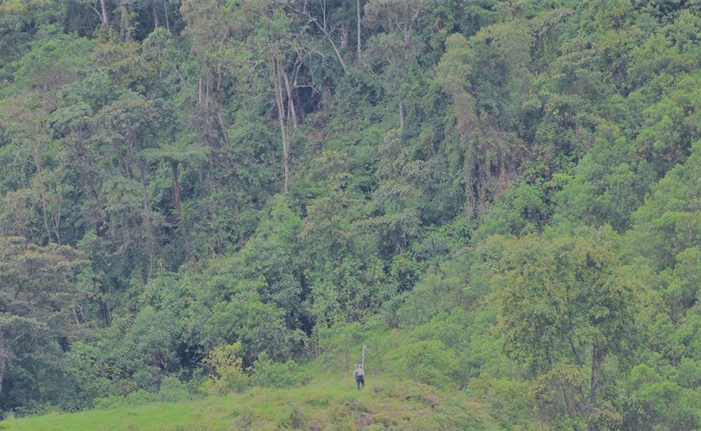 Person walking on a grassy hill amidst dense, lush green forest, showcasing the natural landscape and the interplay between humans and nature.